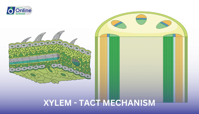 Lesson 08: Water Movement in Xylem - TACT Mechanism